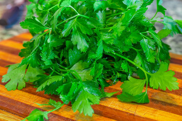 organic fresh bunch of parsley closeup on a kitchen tray