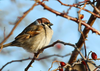tree sparrow, passer montanus