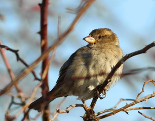 tree sparrow, passer montanus