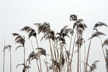 mit Eis und Schnee bedecktes Schilfrohr (Phragmites australis)