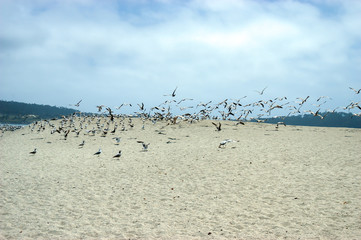 Möwen am Strand