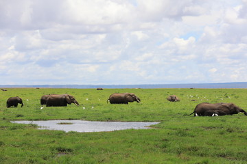 Elephants