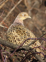 Common Pheasant female on branch, Phasianus colchicus