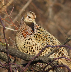 Common Pheasant female on branch, Phasianus colchicus