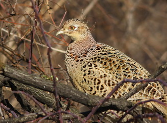 Common Pheasant female on branch, Phasianus colchicus