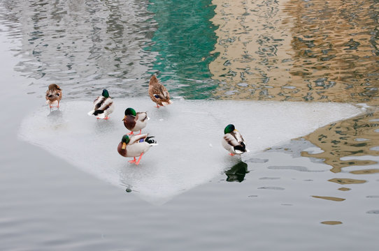 Enten und eine im Wasser treibenden Eisscholle