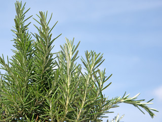Rosmarin, Rosmarinus officinalis