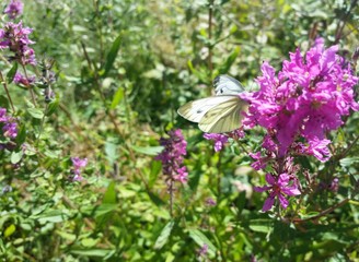 Schmetterling auf Blüte - Kohlweißling