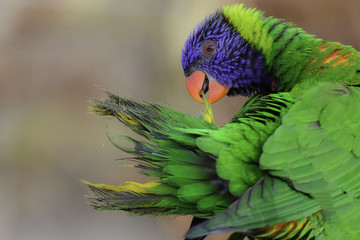 Lori parakeet