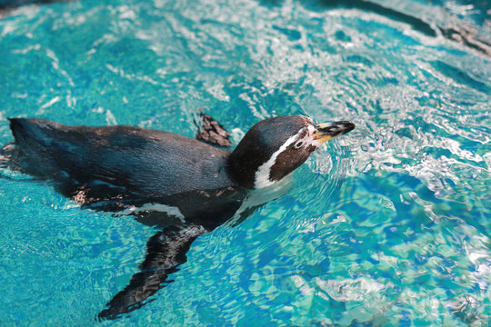 Humboldt Penguin (Spheniscus humboldti) swimming