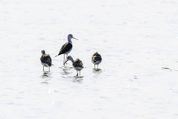 black-winged stilt family