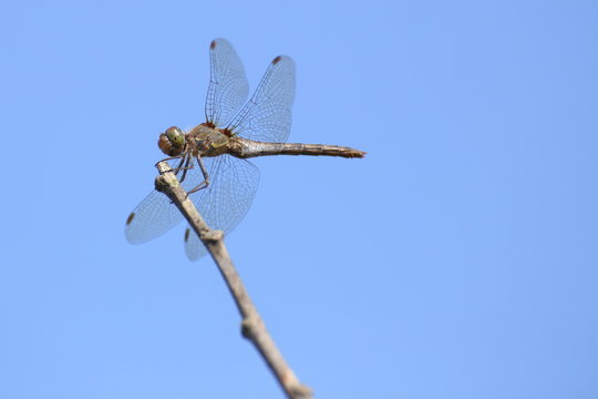 Common darter (Sympetrum striolatum) sitting on a twig
