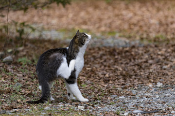 猫