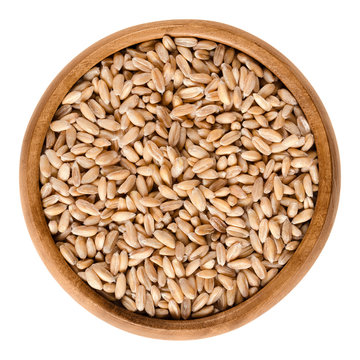 Spelt without husks in wooden bowl. Triticum spelta, also dinkel or hulled wheat, a staple and rediscovered relict crop in Europe. Isolated macro food photo close up from above on white background.