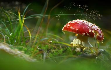 toadstool
