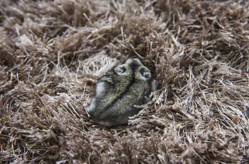 The little mouse sitting on the carpet