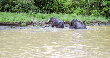 Naklejka premium A life in a Kinabatangan river