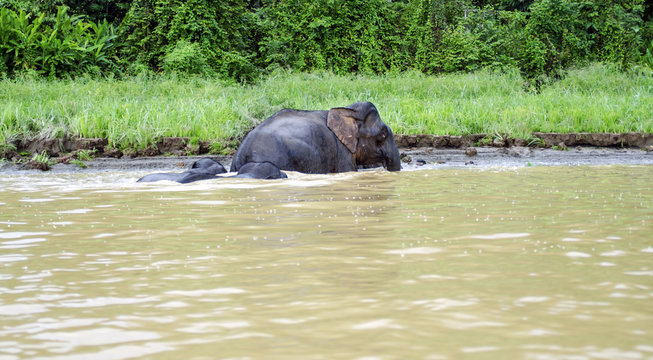 Fototapeta A life in a Kinabatangan river