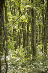 Obraz premium Świeży buk zielony