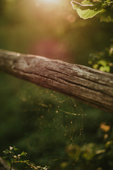 wooden railing with spider web