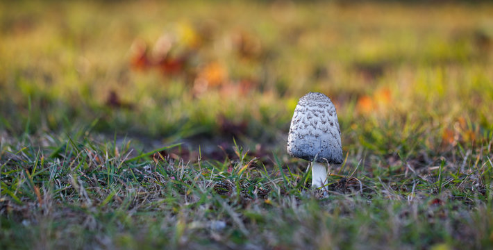 Lonely mushroom