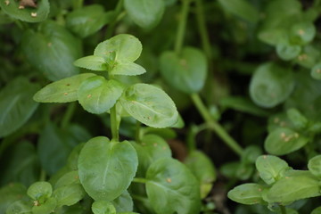 Leaves of Veronica beccabunga, the European speedwell