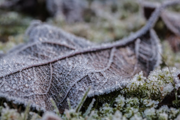 Frosty leaf