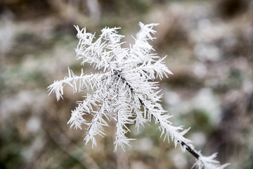 Frozen plant in meadow