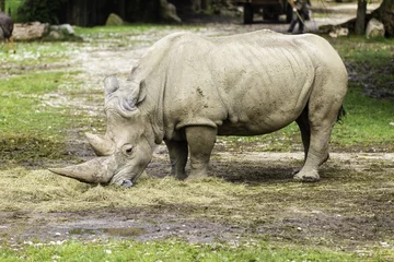 Foto op Plexiglas Rinoceronte bianco © Pasquale D'Anna