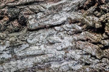 image background, surface and texture detail of rough tree skin.