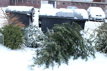 Discarded Christmas tree - Christmas is over/Old discarded Christmas trees by waste container.