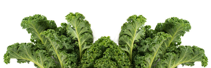 Green leafy kale vegetable - obrazy, fototapety, plakaty