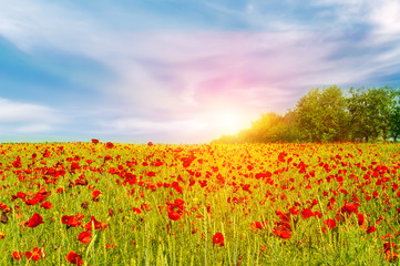 Field of bright red poppy flowers in spring.