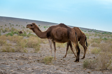 Pair of camels on Maranjab Desert in Iran
