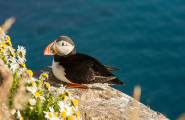 Common puffin bird on a ledge
