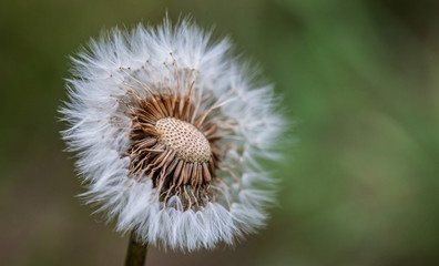 Half empty dandelion