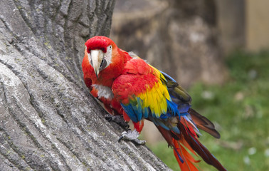 parrot bird at the zoo