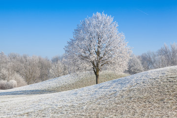 Snow and hoarfrost covered trees in the frosty morning.