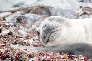 wild seal resting in antarctica