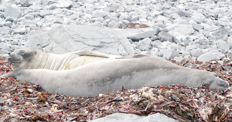 Obraz premium wild seal resting in antarctica