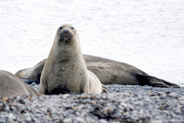 Naklejka premium wild seal resting in antarctica