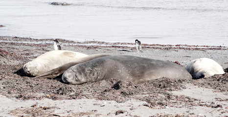 wild seal resting in antarctica