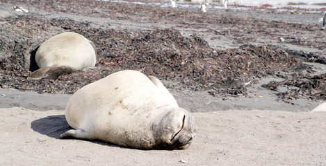 Fototapeta premium wild seal resting in antarctica