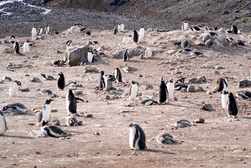 Wild penguins resting by the sea coast