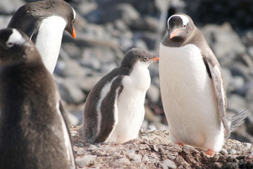 Obraz premium Wild penguins resting by the sea coast
