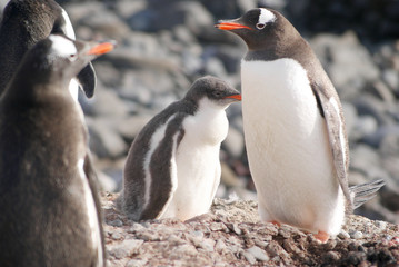 Wild penguins resting by the sea coast