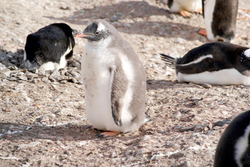 Obraz premium Wild penguins resting by the sea coast