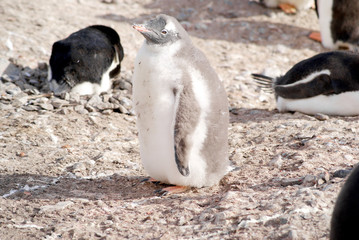 Naklejka premium Wild penguins resting by the sea coast
