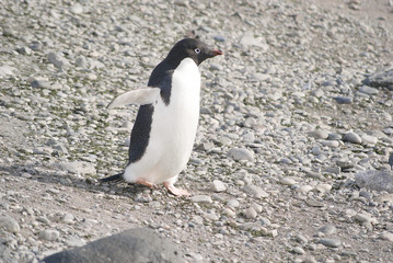 Fototapeta premium Wild penguins resting by the sea coast