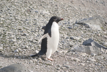 Fototapeta premium Wild penguins resting by the sea coast